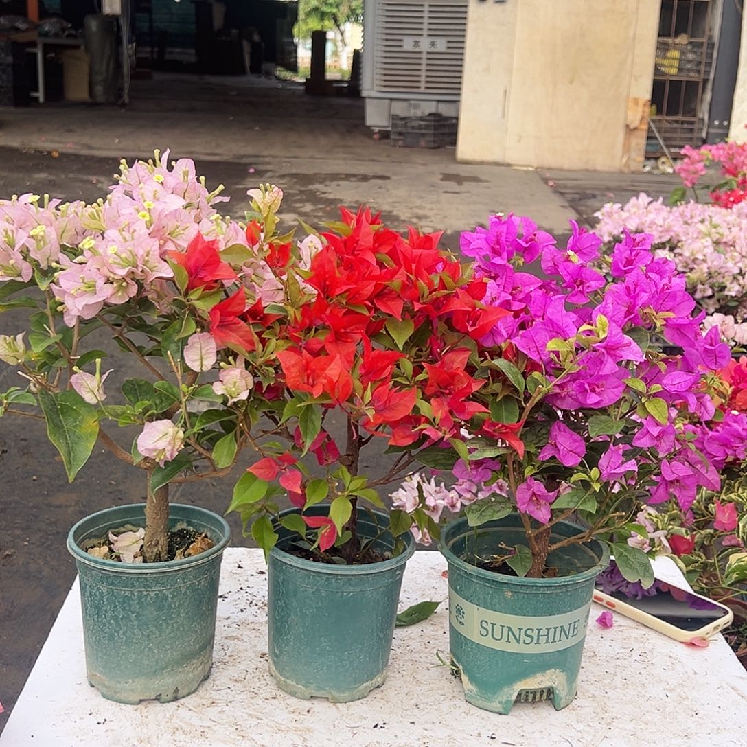 大部分花苞少量开放丽娜，酒红桑巴，金龟紫组合