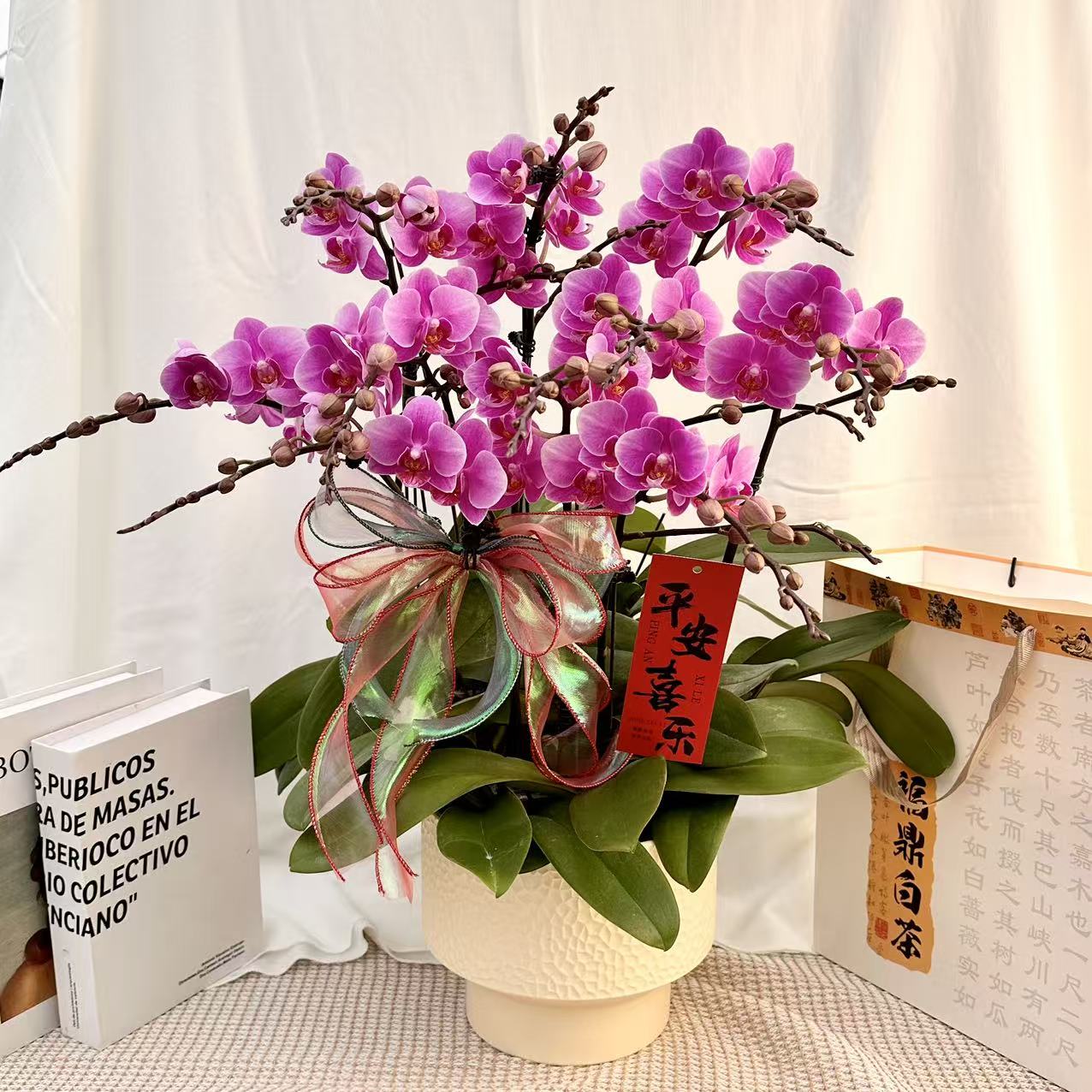 花世界蝴蝶蘭《骄阳》高级荧光粉色花花 皮实好养花期长 