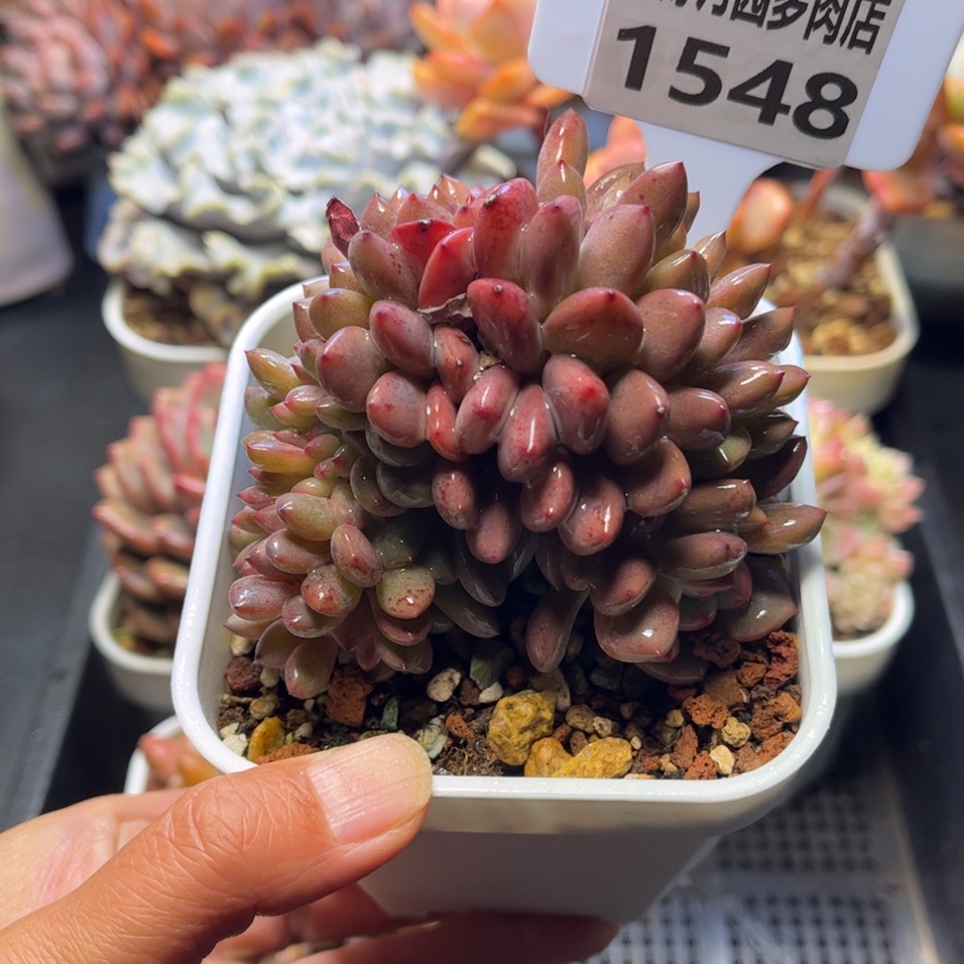 1548 天冷地区必拍保温箱