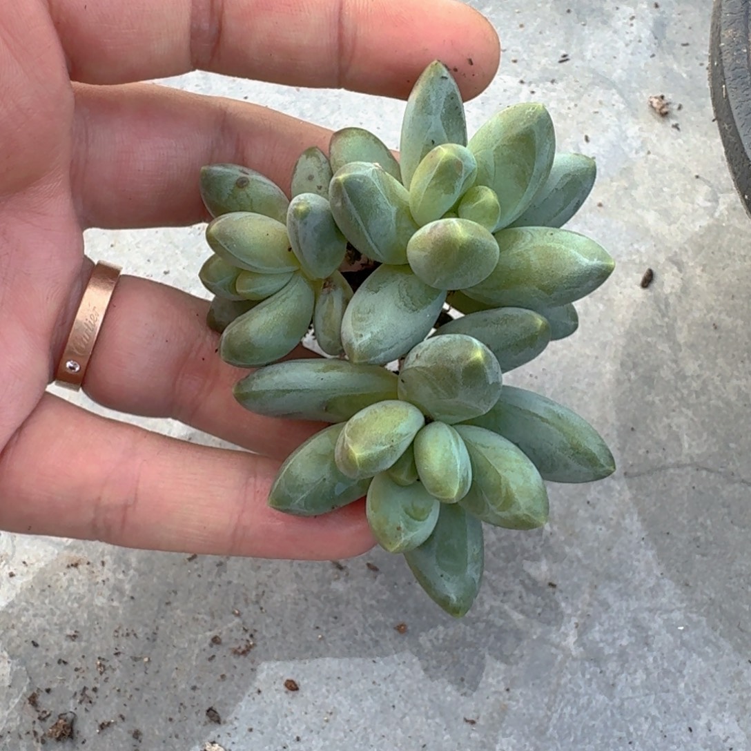 098 卡布奇诺 3头 一物一拍