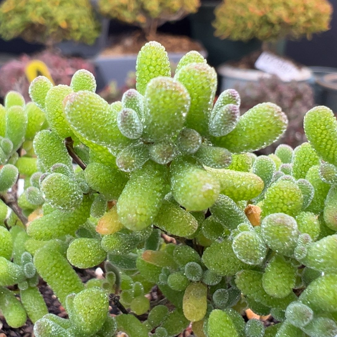 dy3893小精控翡翠冠幅6.5cm