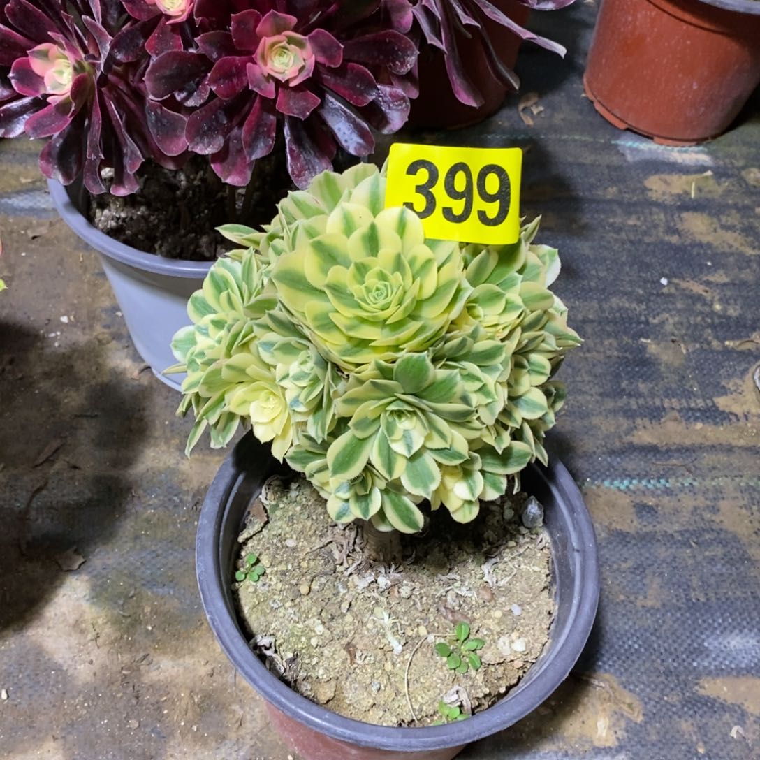 小迈巴赫多肉法师399