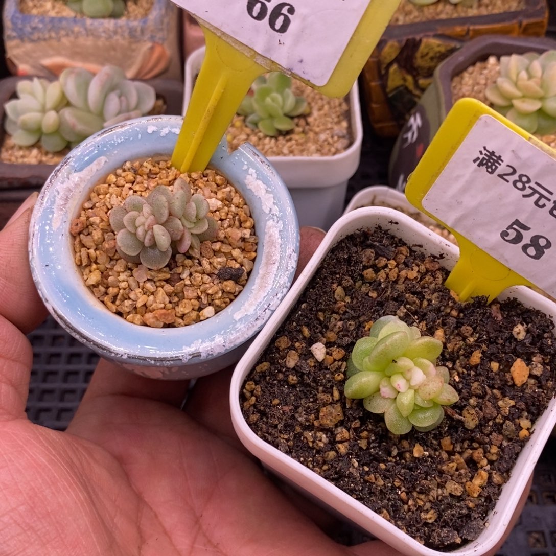 *****466.458冰玉石化，带锦……