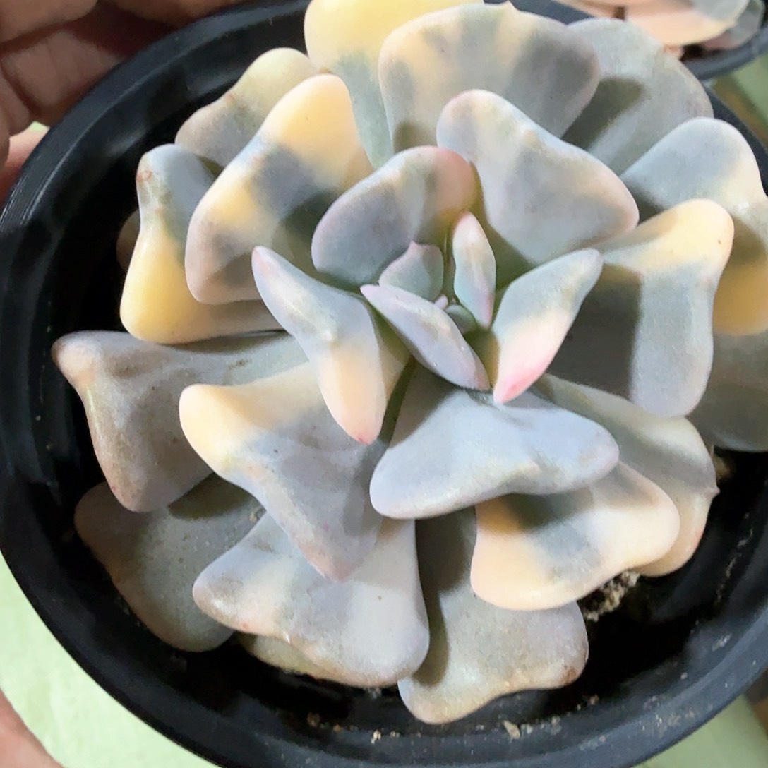 雪精灵花脸  锦上园艺一物一拍