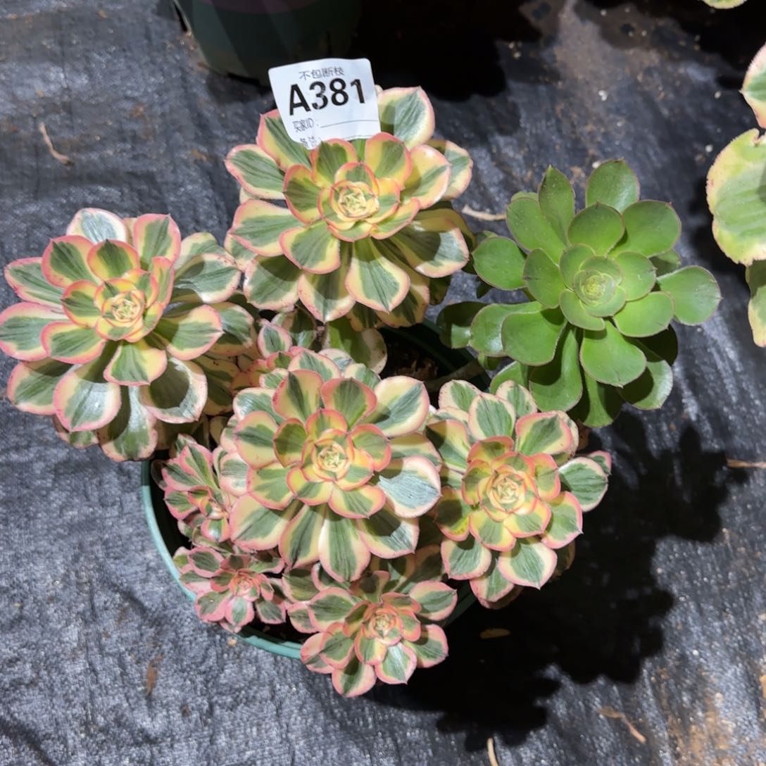 精品多肉植物381