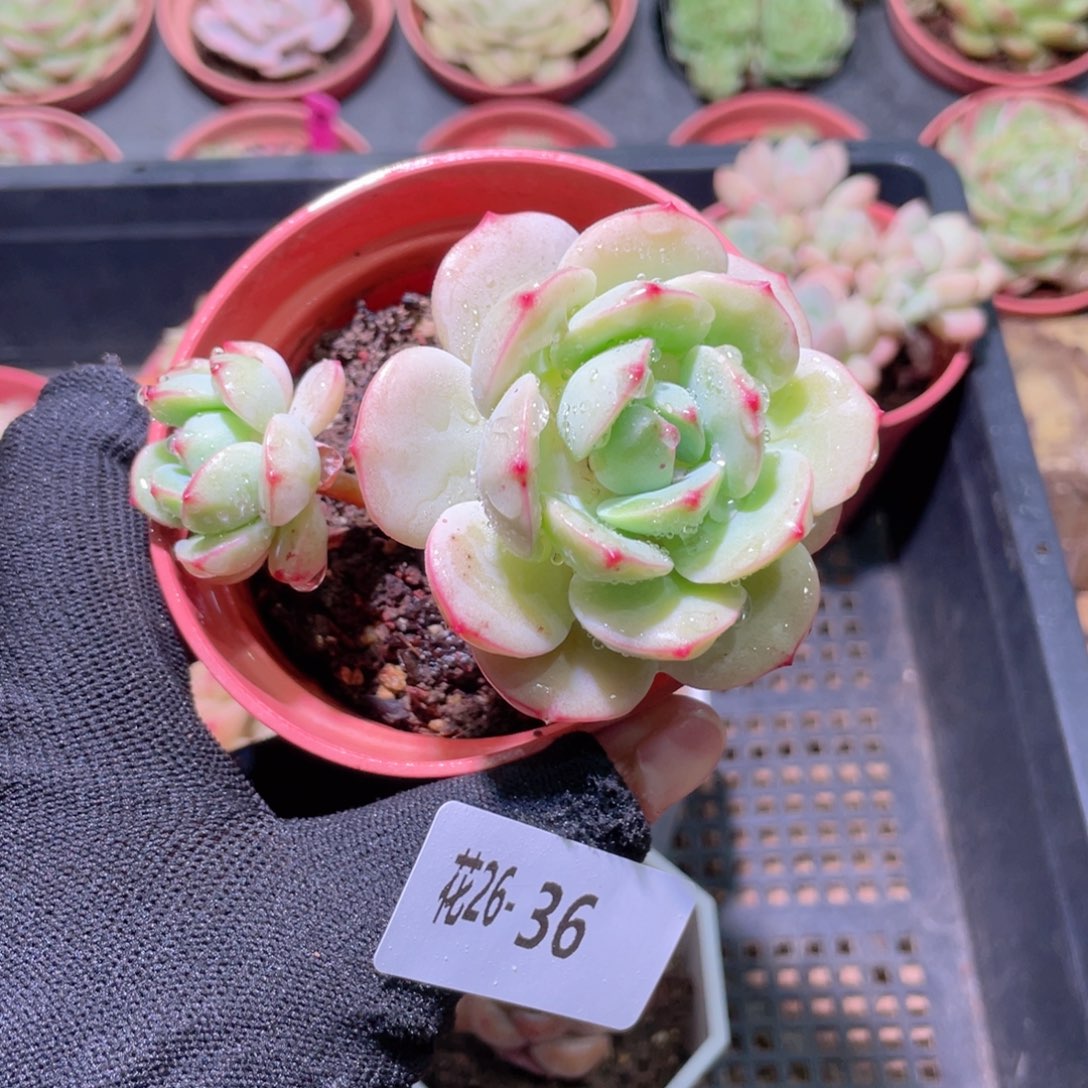 花利美26-36香草