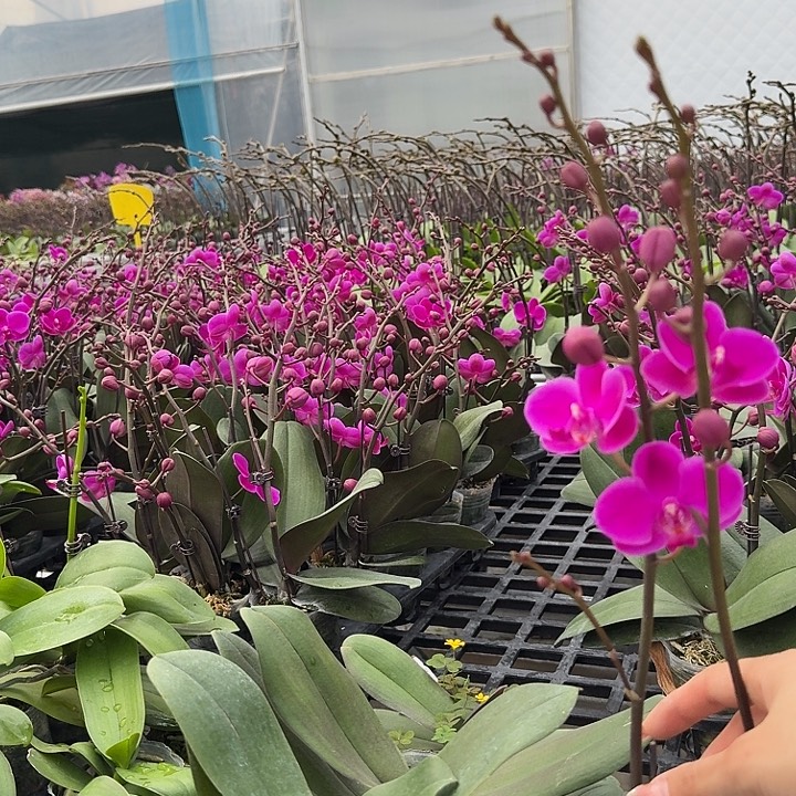 七***忆大部分开放少量花苞630。