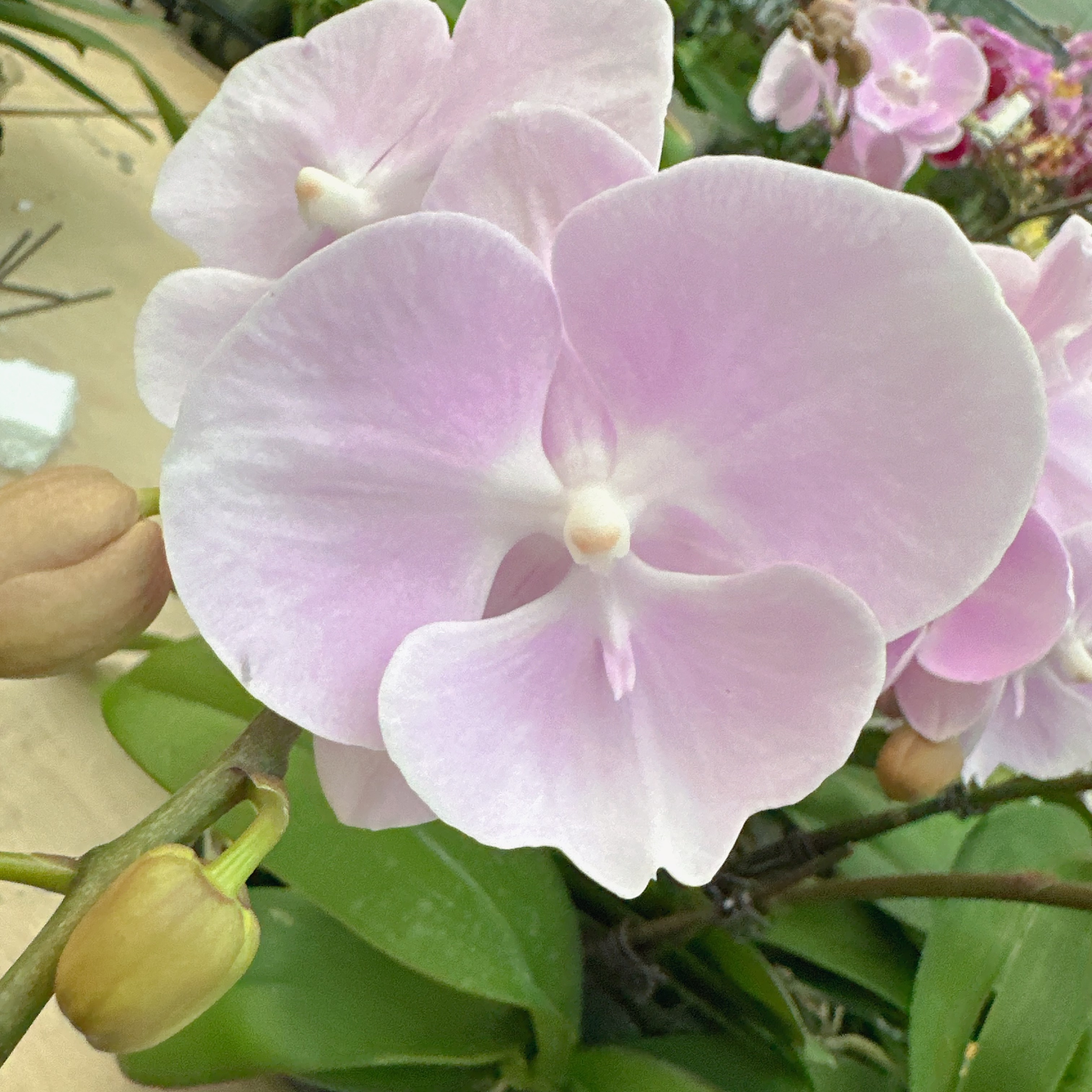 A3【粉色曼哈顿】高端精品蝴蝶兰室内盆栽/家庭花卉