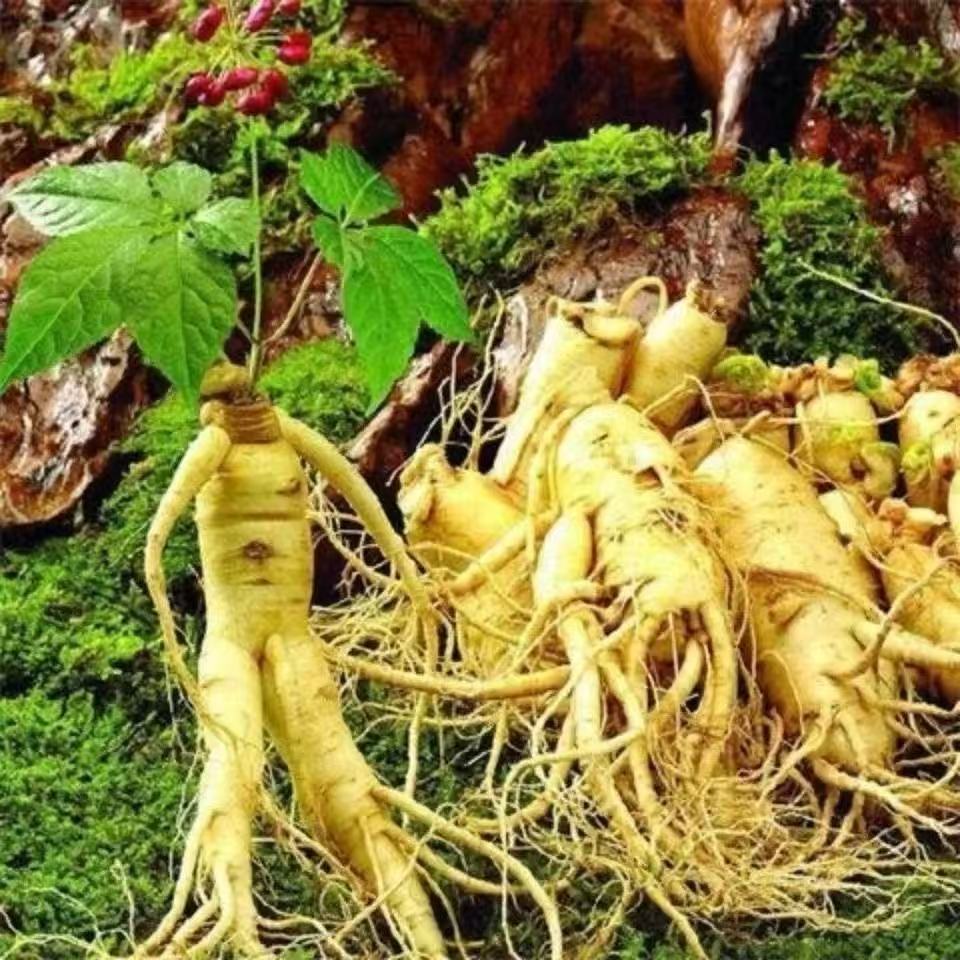 长白山人参种子中药材新手阳台小院四季均可种植浇水观赏