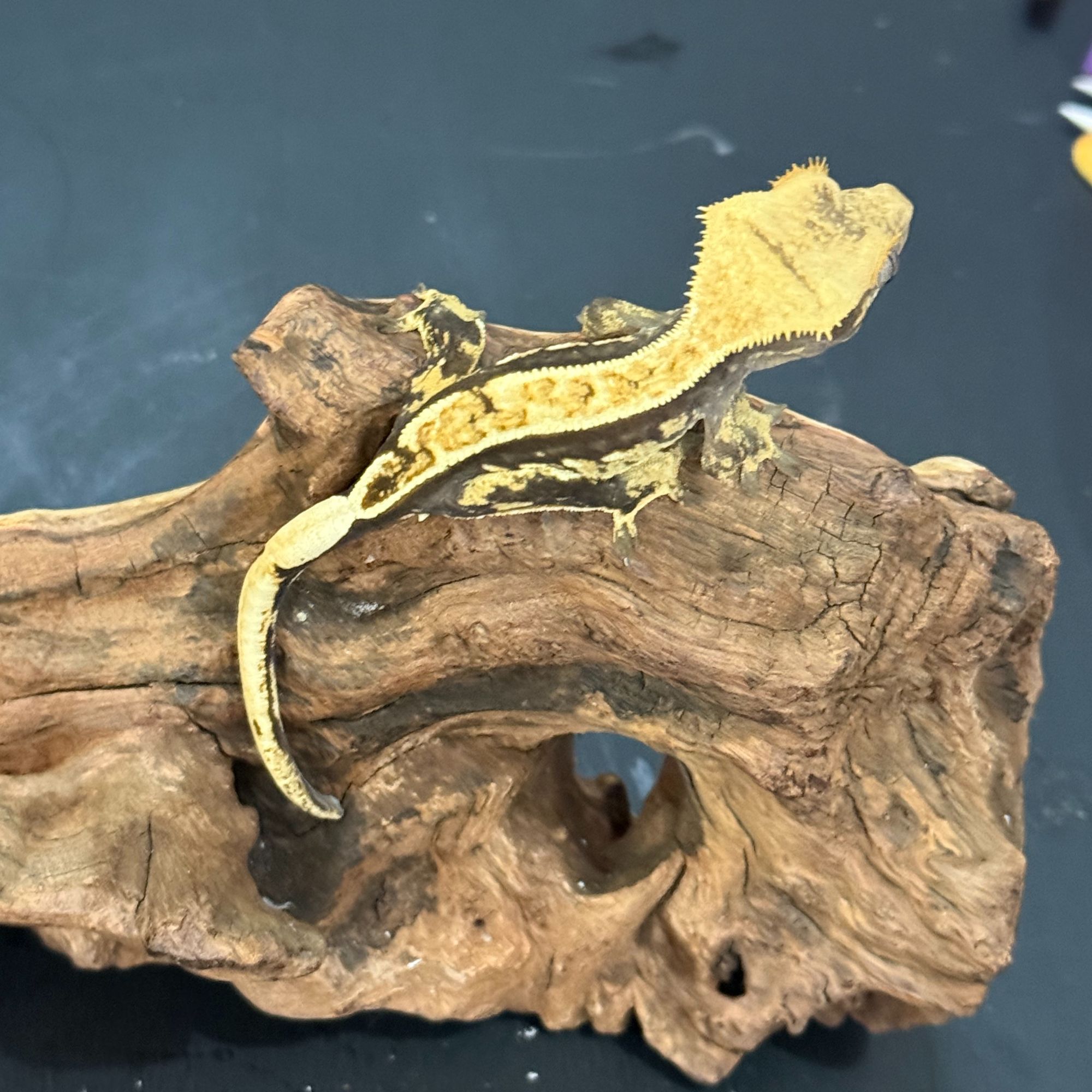 睫角守宫适合新手饲养