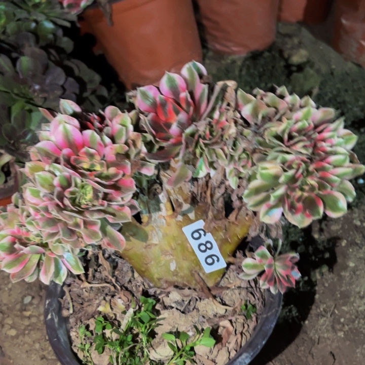 686妖月多肉植物不售后