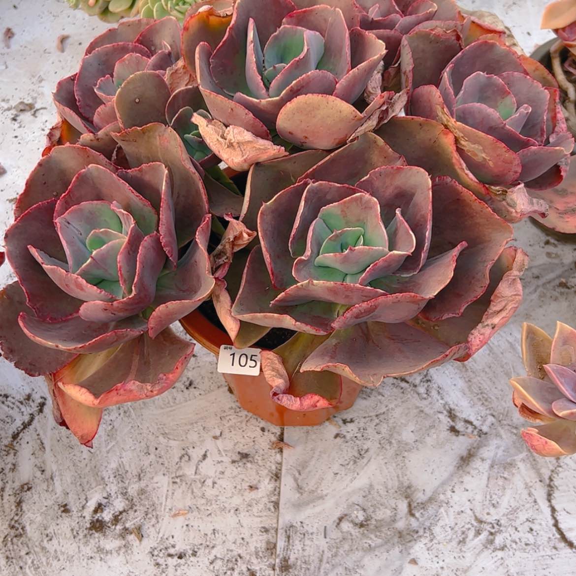 【闪购商品】用****8初吻105多肉