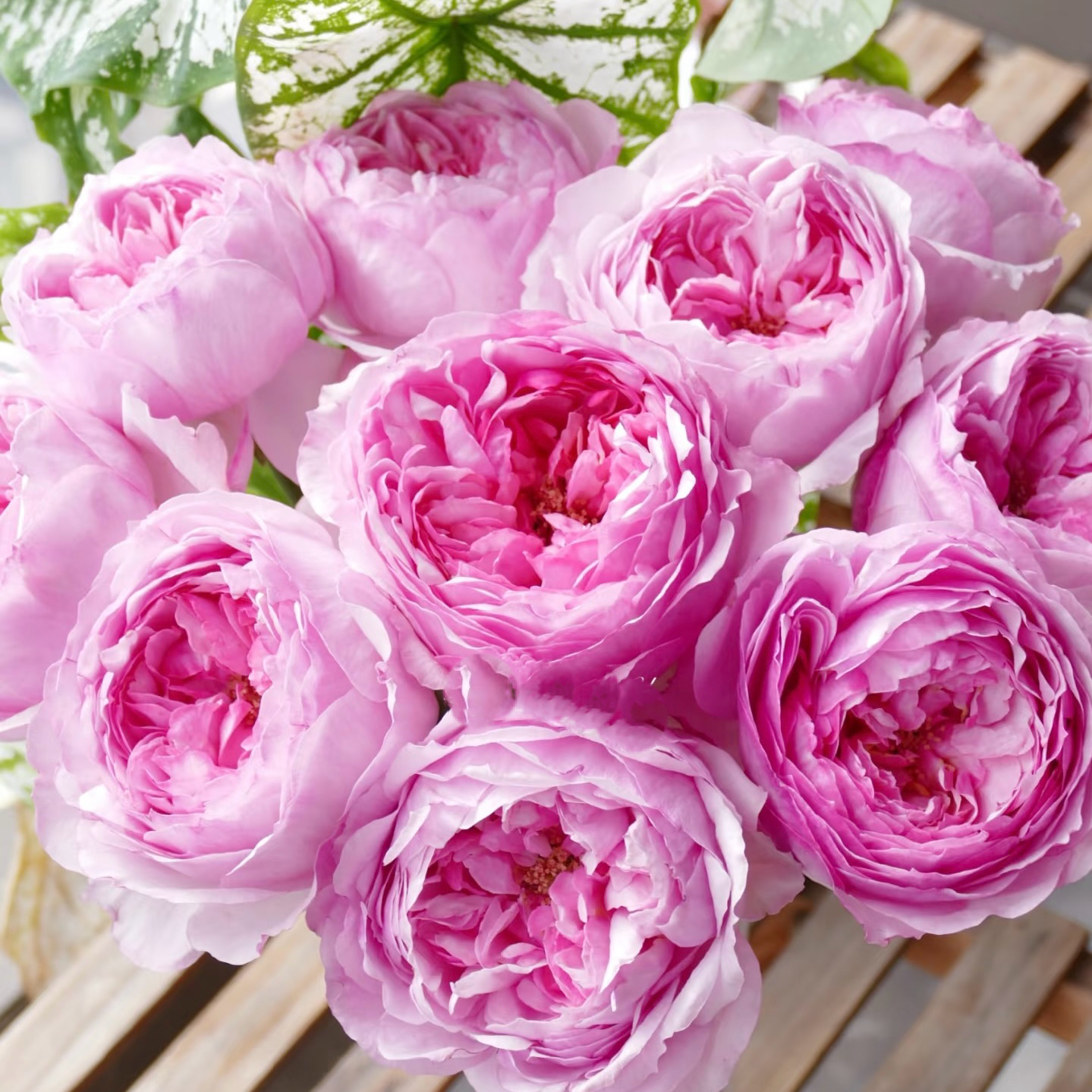 【花之物语】变异可爱瓷玫瑰 包邮