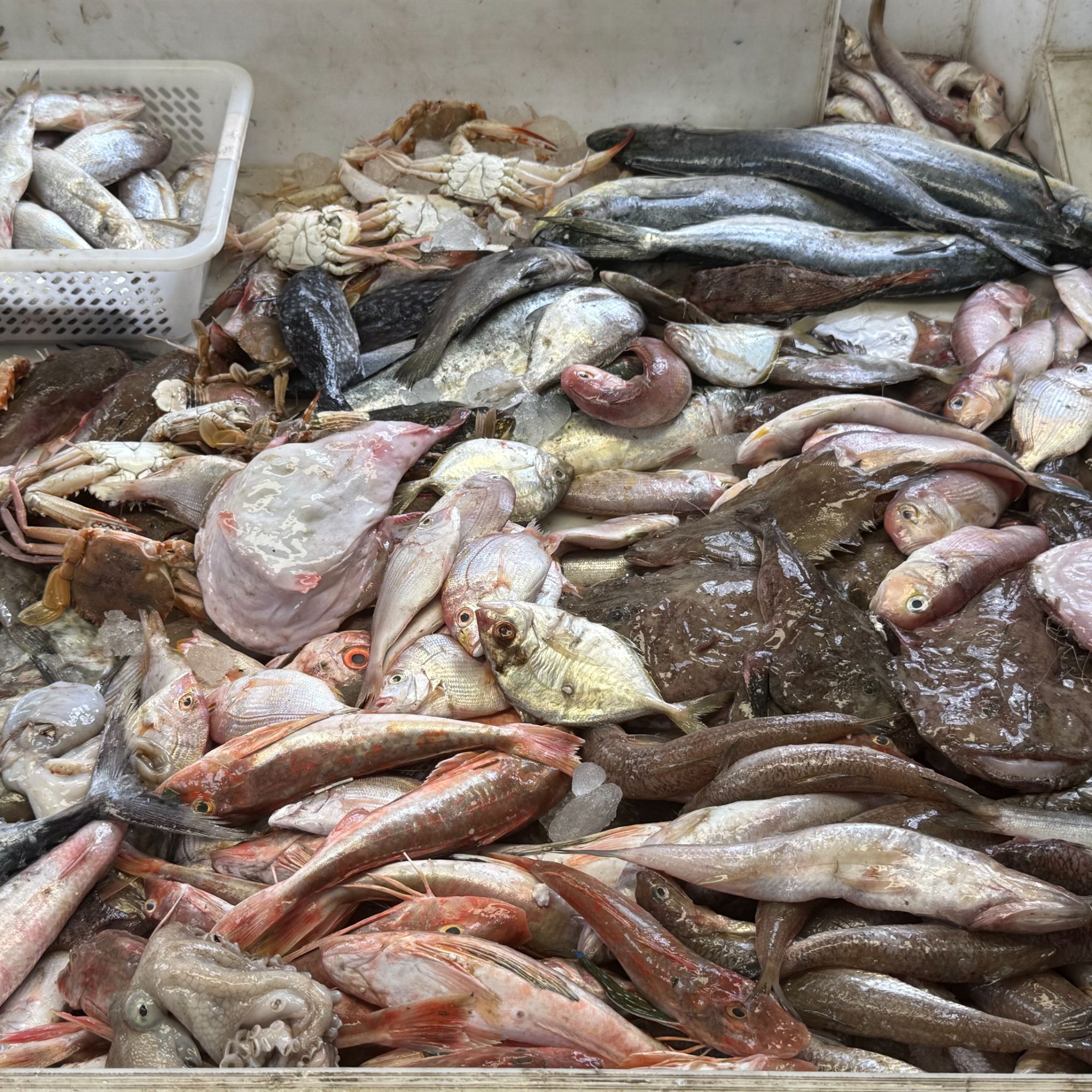 【混搭】新鲜海杂鱼 5斤百搭 海鲜【盲盒】5斤装海鲜拼盘现称舟山发货