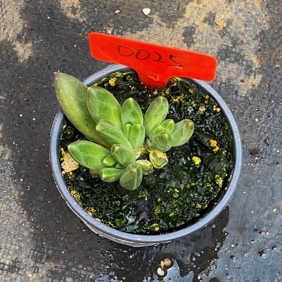 0025号上午多肉植物群生多肉植物