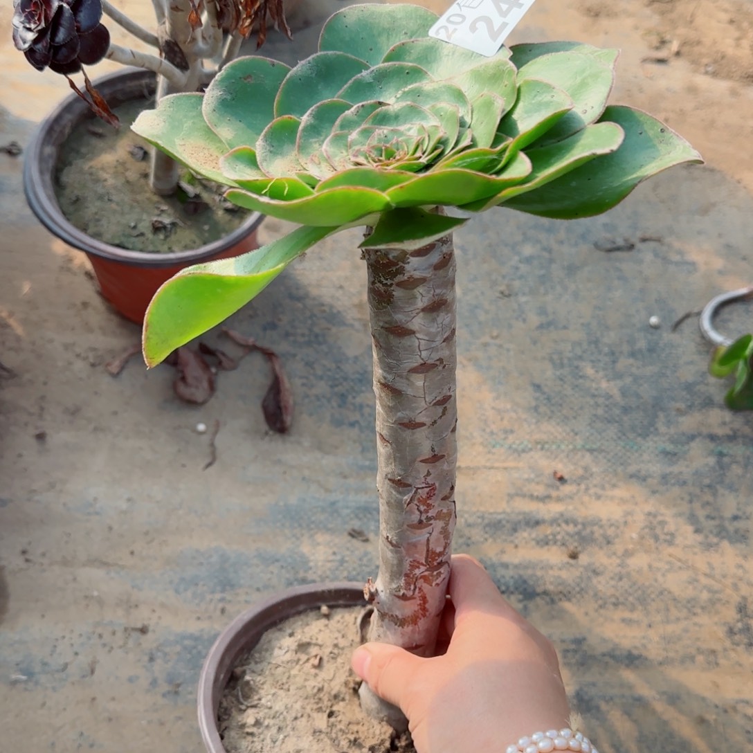 艳姿246满20包邮断枝不包瑕疵