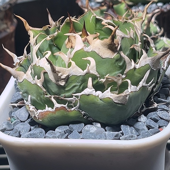 龙舌兰仁王冠精控白鲸