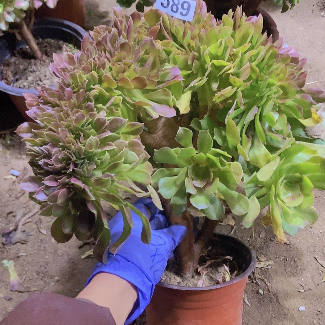 589柠檬邵修缀老板子