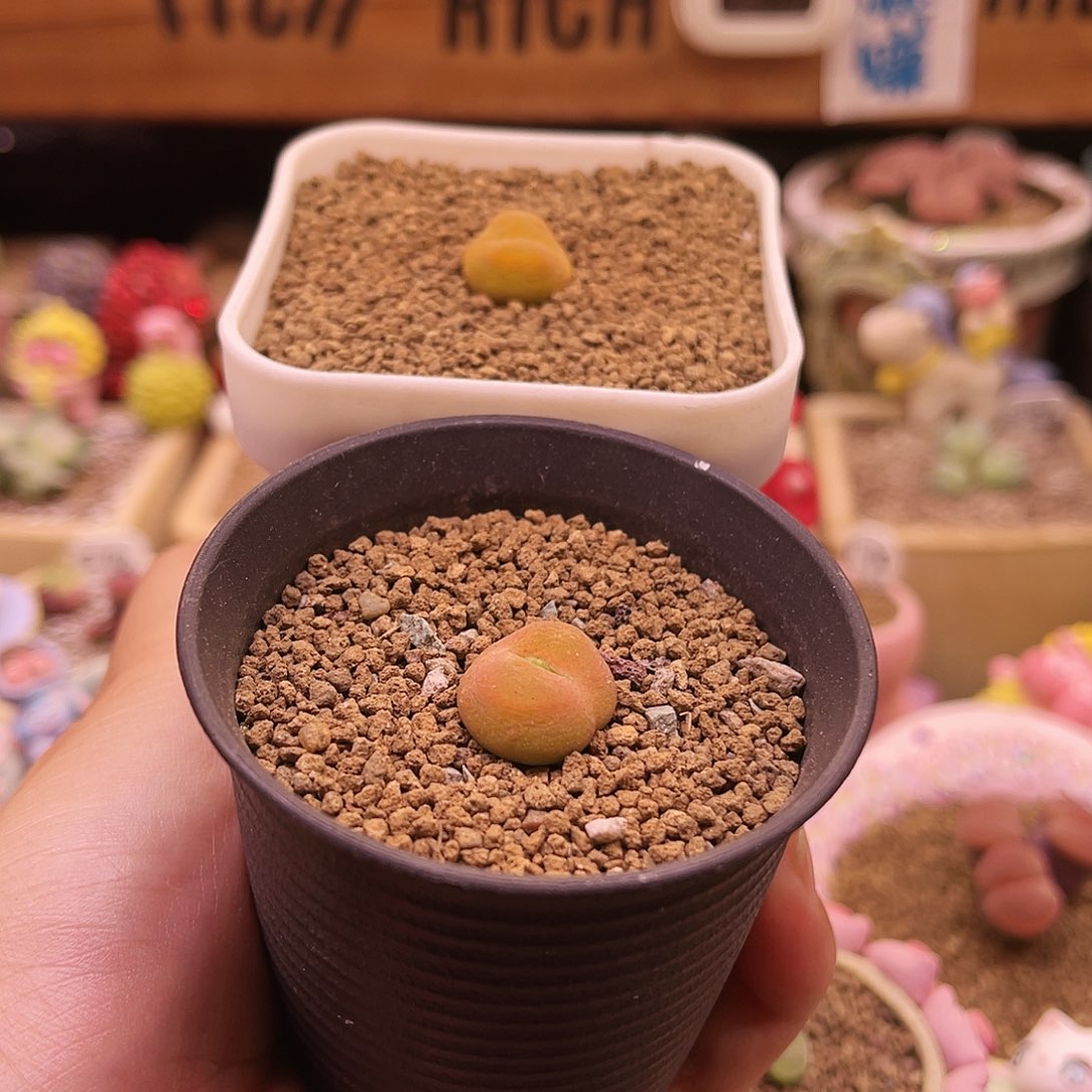 橙色蟠桃可带盆土发货