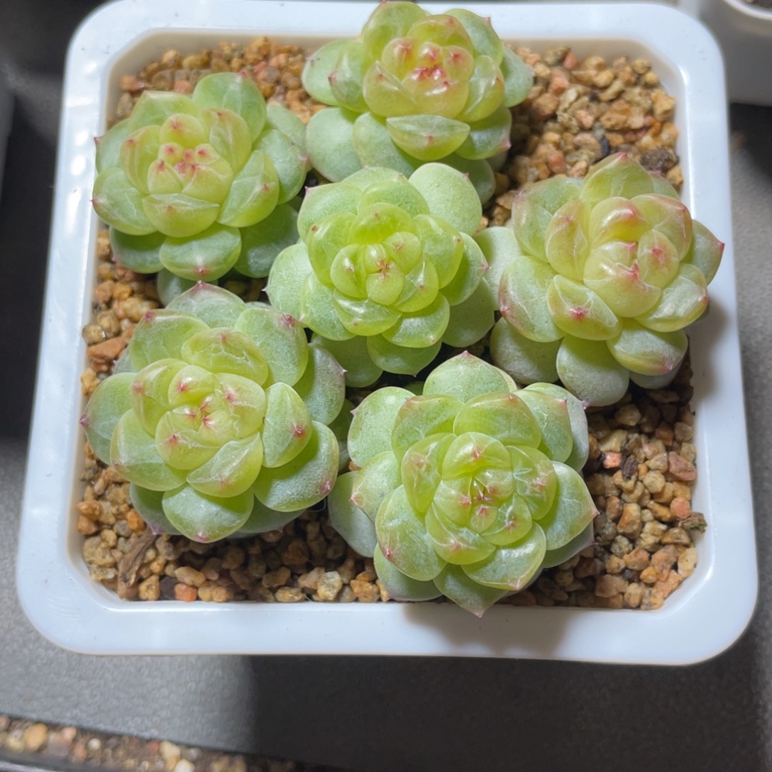 珍妮拼盘6颗福利1675