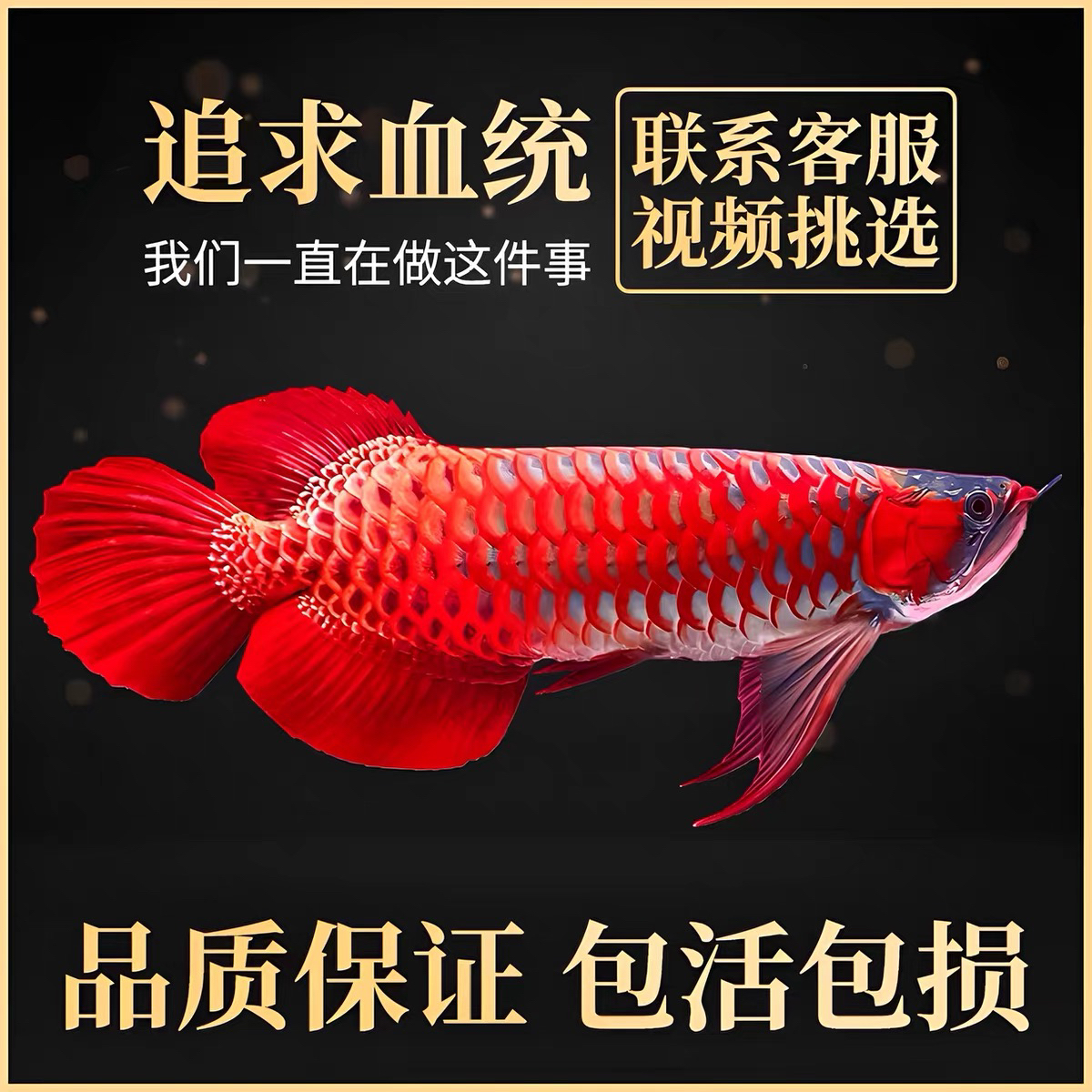 印尼斯巴沃大湖产区红龙，包红包发色，证书芯片齐全，包邮包活包损