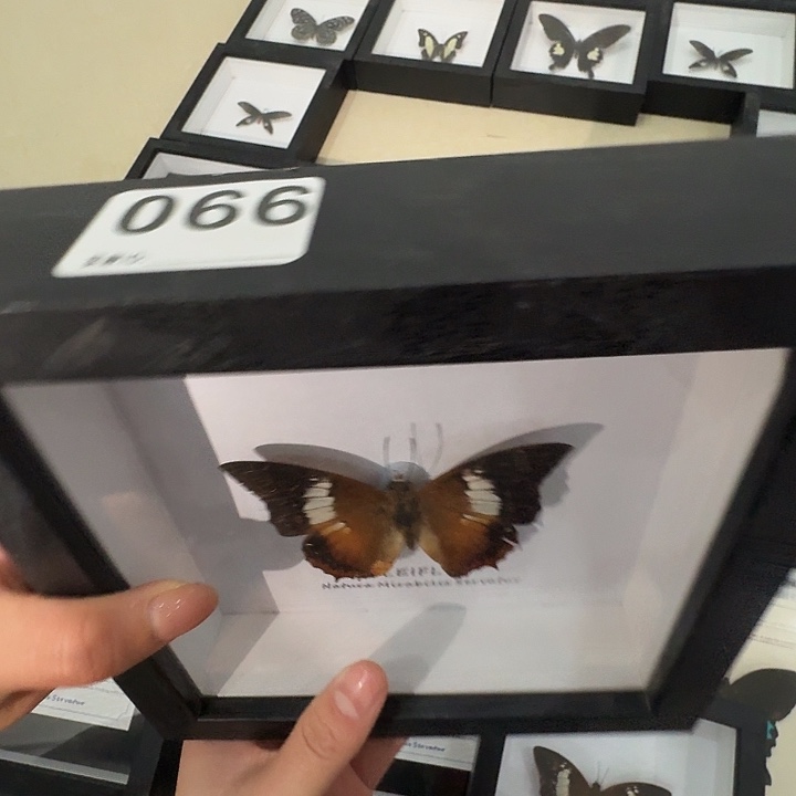 066小框黑蝴蝶蝴蝶蝴蝶