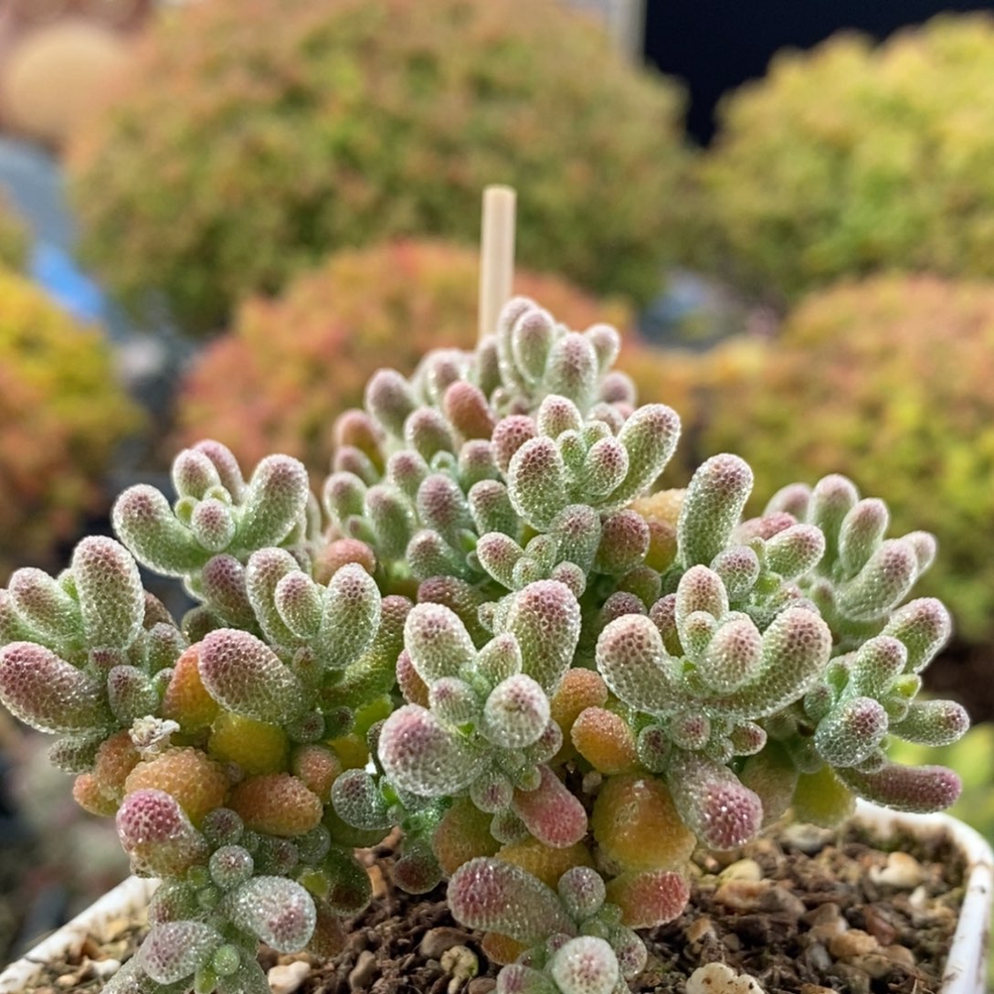 优选冰晶3016枝干番杏