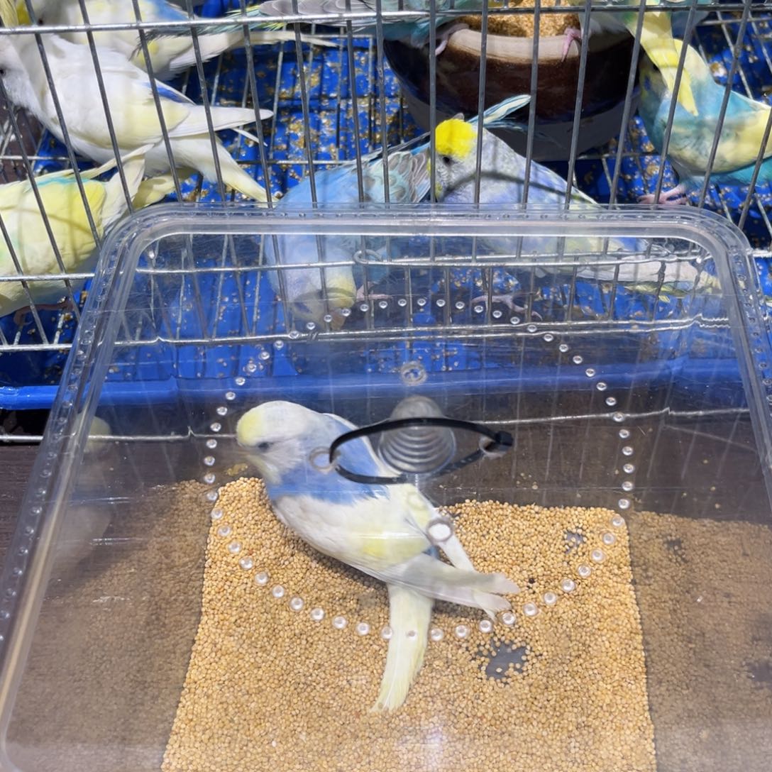 虎皮鹦鹉高纯金彩虎皮鹦鹉双金彩显母，一物一拍不退换竞拍