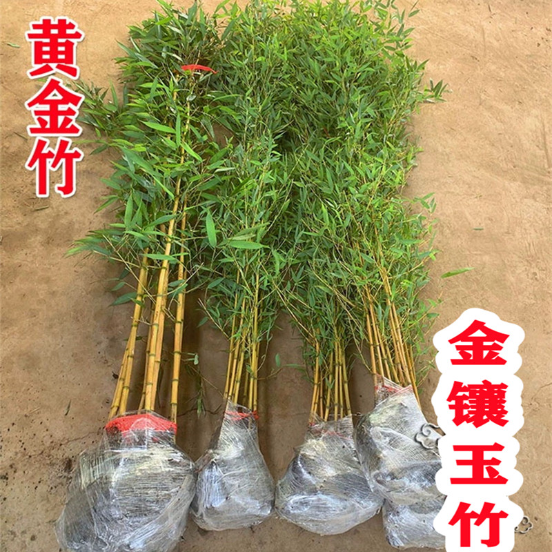 金镶玉竹黄金竹四季常青庭院围墙遮挡北方耐寒盆栽地栽风景竹子苗