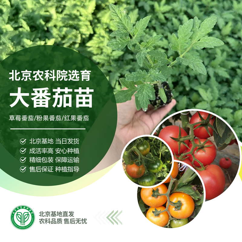农科院大番茄苗草莓西红柿铁皮柿子普罗旺斯毛粉沙瓤老品种菜秧苗