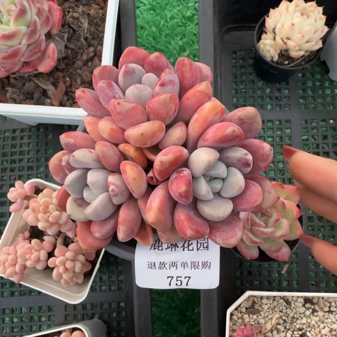 闪购精品多肉757号