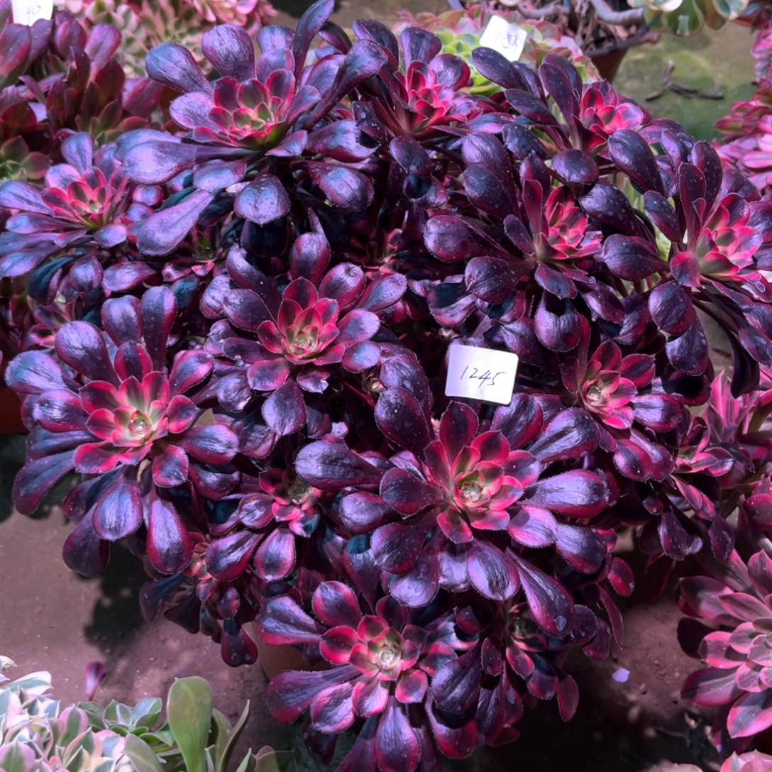 多肉植物丽娜1245