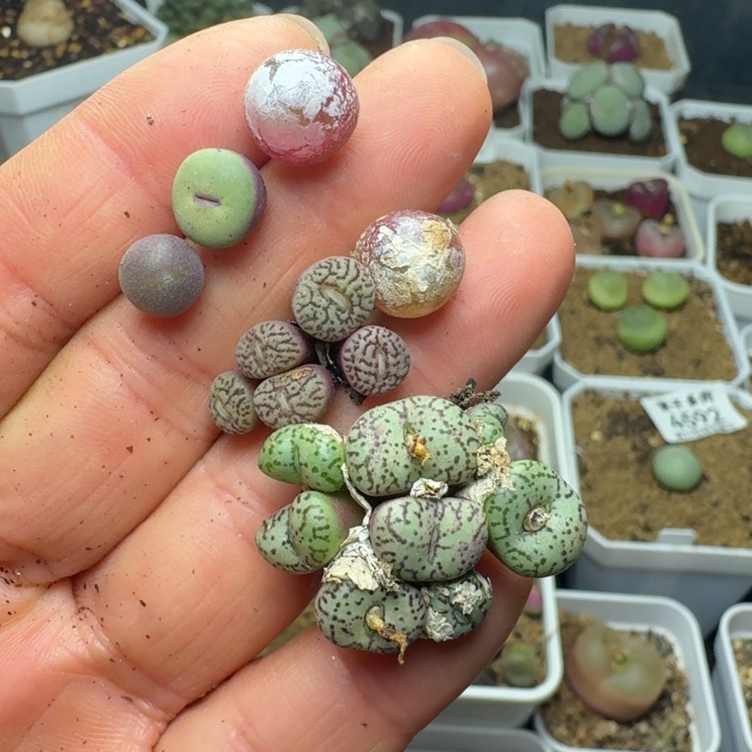 4625福利出货88888808888