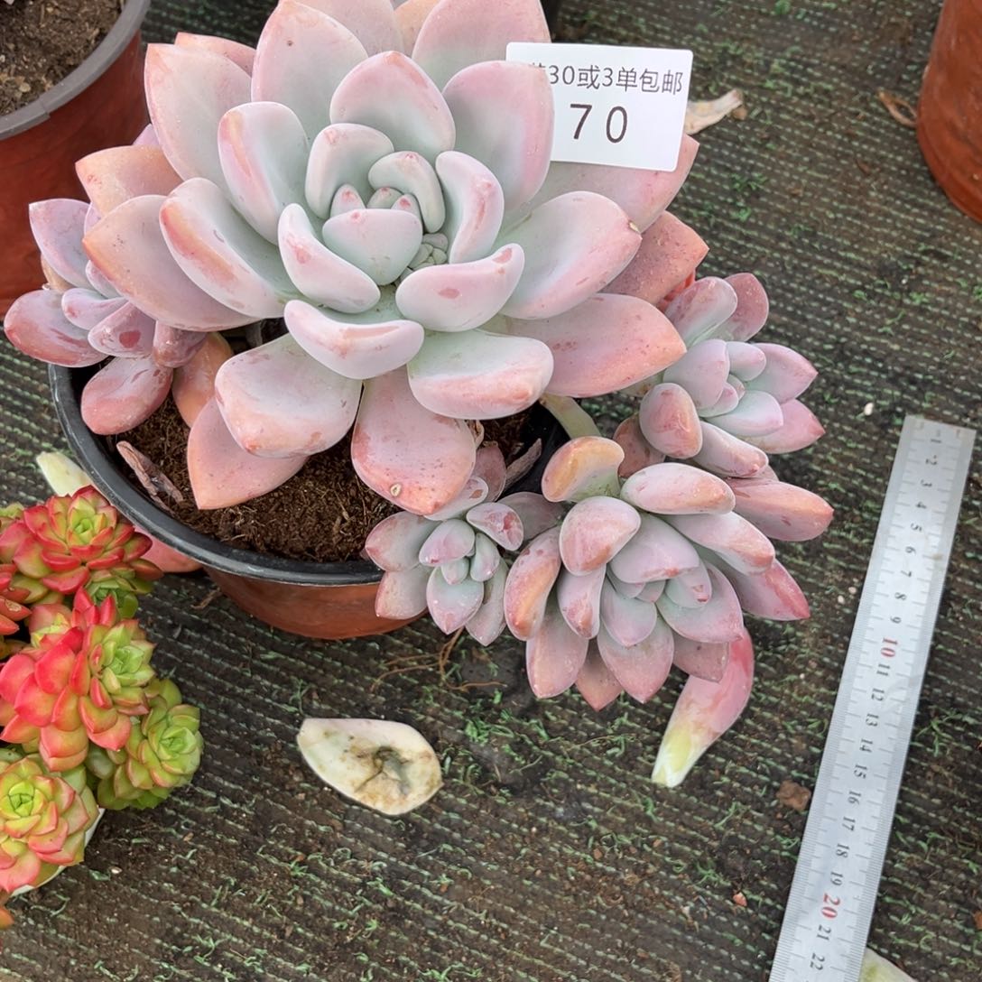 170奥普多肉植物……