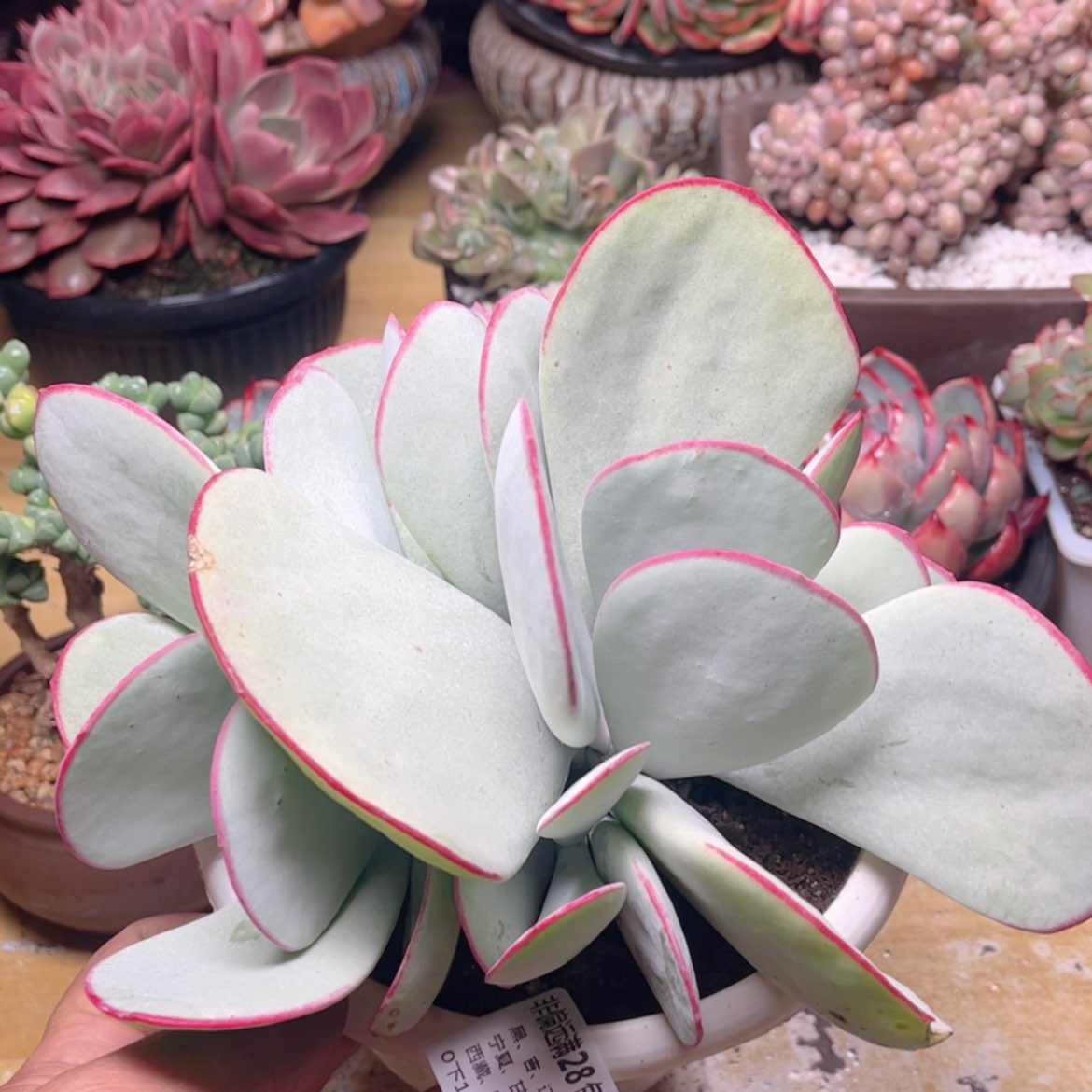 【闪购商品】584白眉，有叶伤