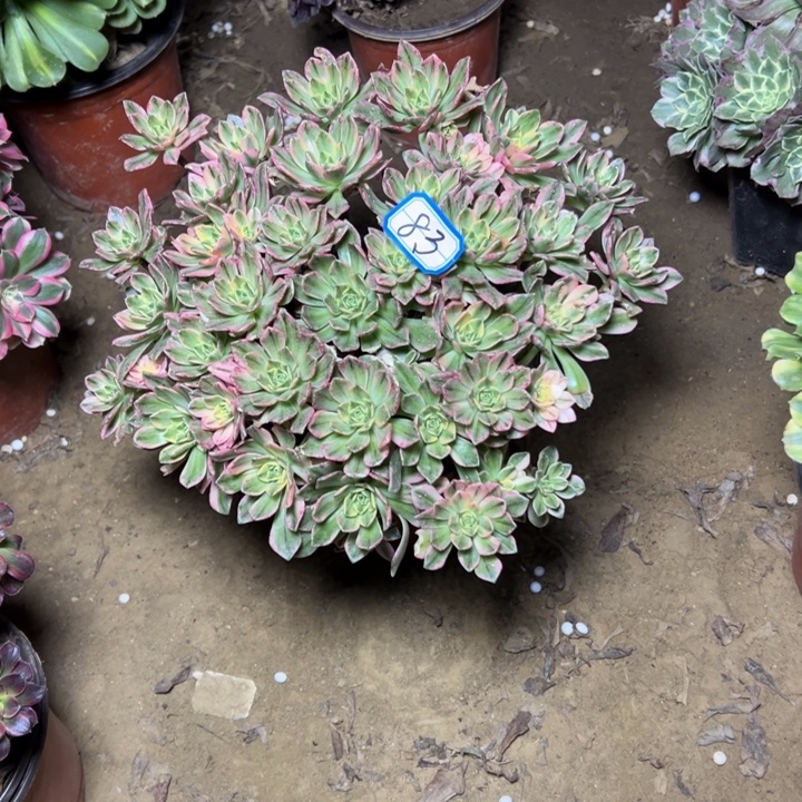 多肉植物甜茶法师83