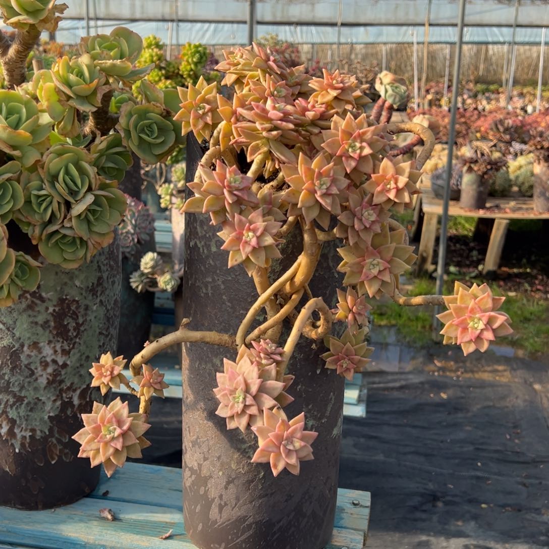 露养老桩脱土裸根橙色恋人