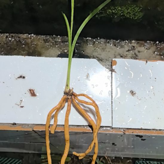 完全开放银杆素边艺老头