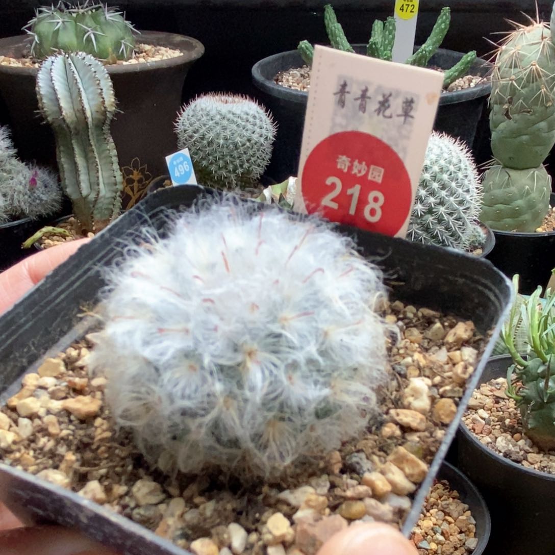 浓毛白云高砂一颗仙人球