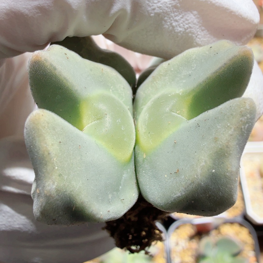 韩国天使之翼 1-1-L26