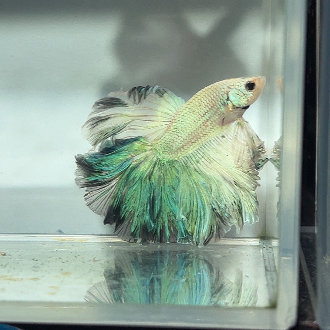 斗鱼6号绿森林烟熏妆