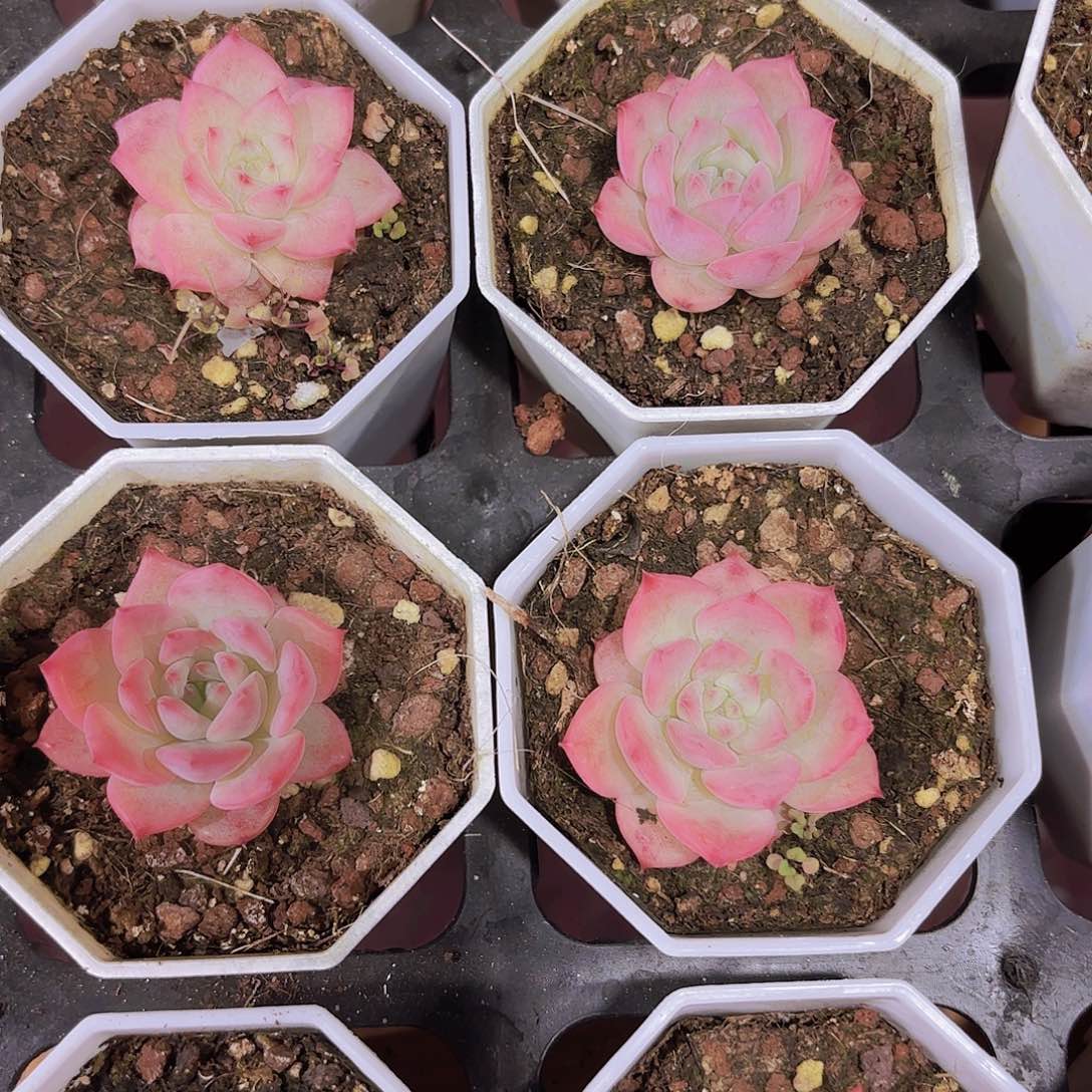 精品Al玛丽亚多肉植物