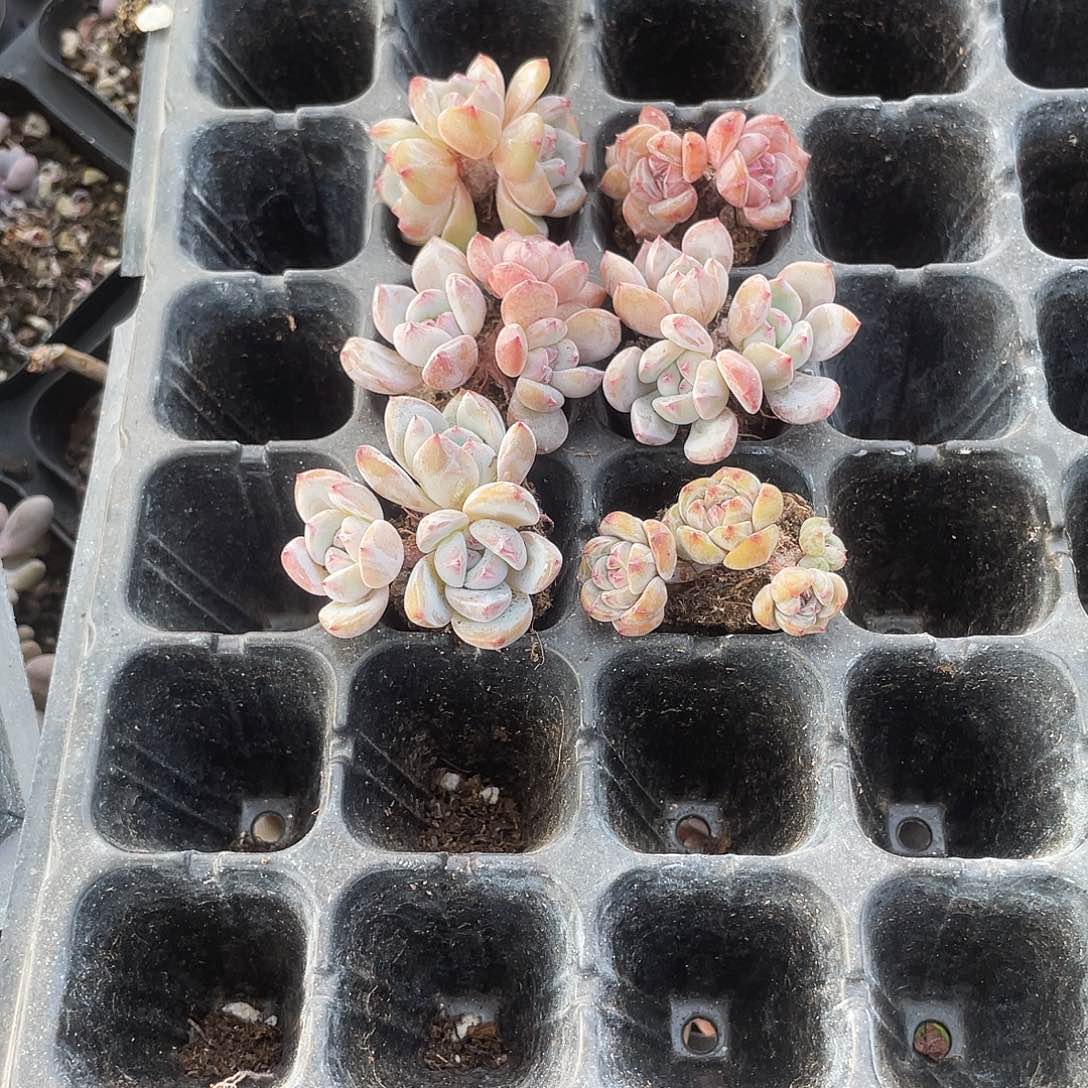 002号星影穴盘多肉植物