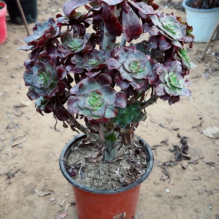 依***）巫毒111111112221221122