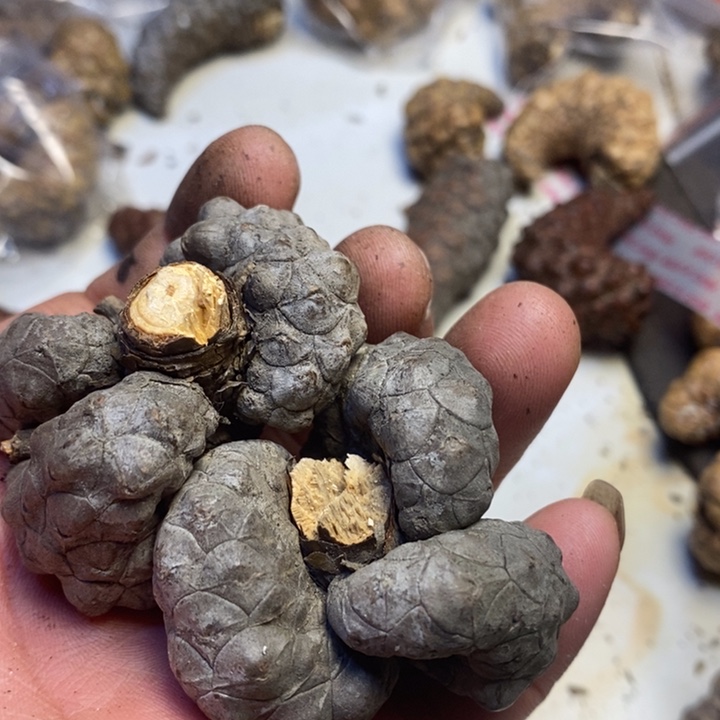 王***哥桃核吊坠东北特产113