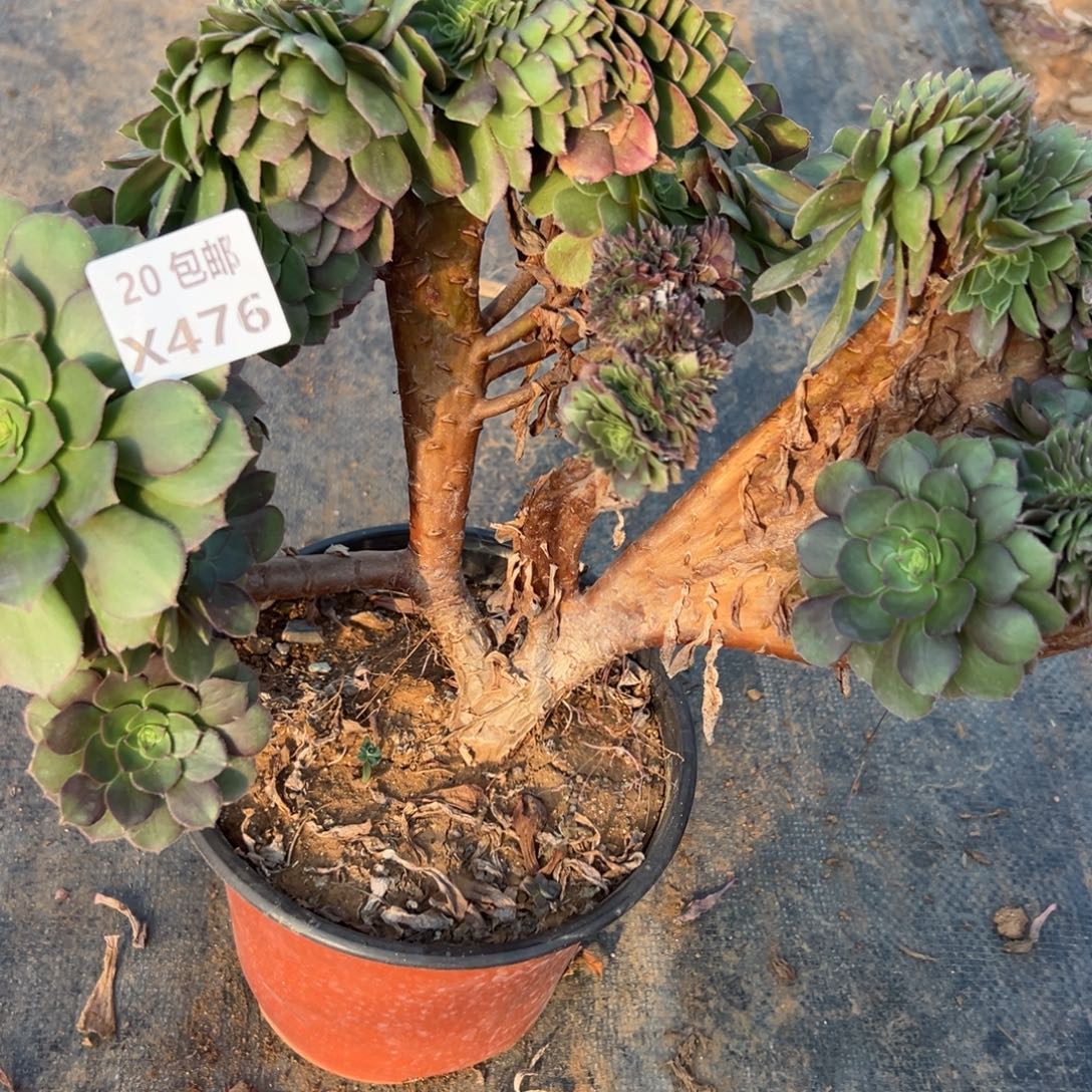 476万圣缀，满20包邮