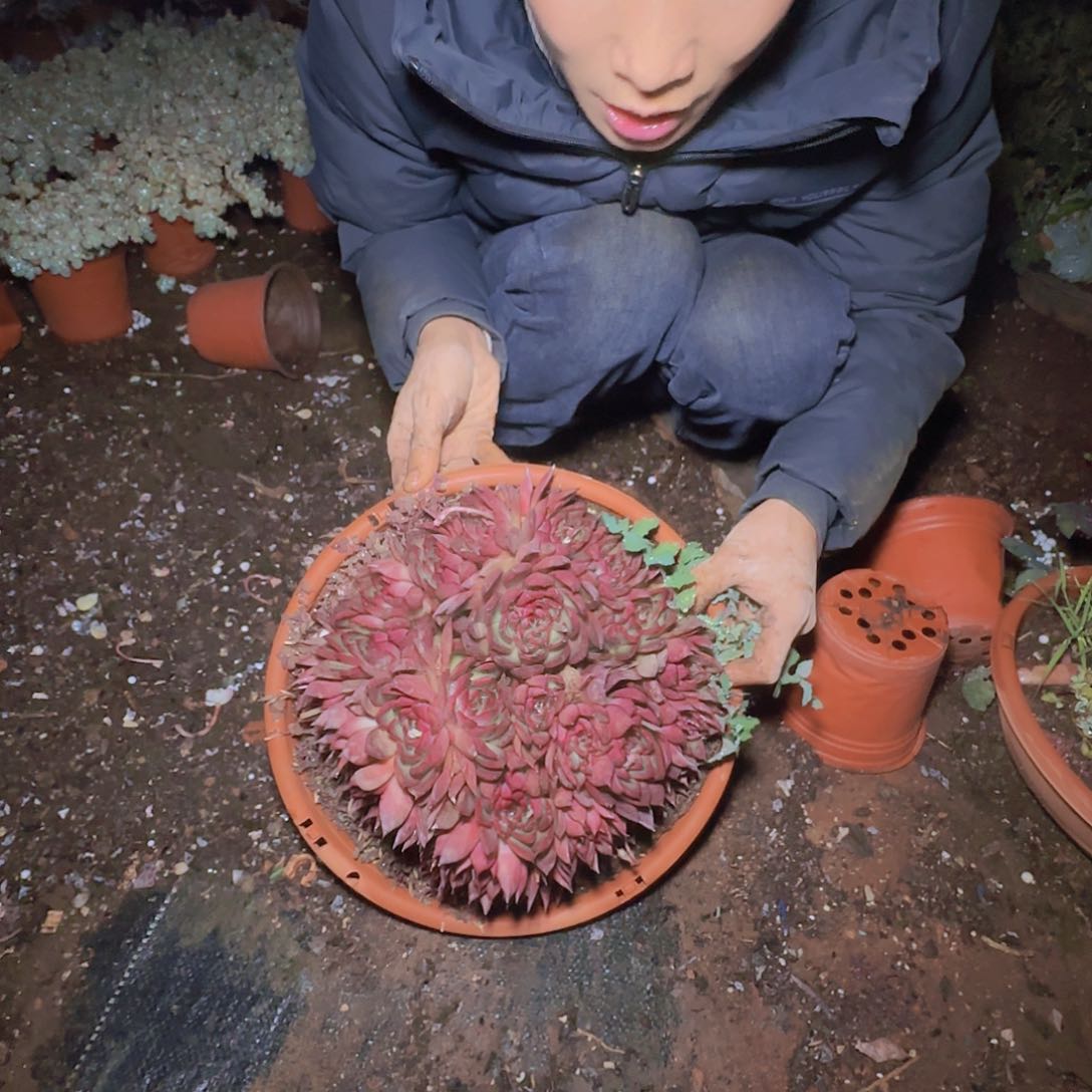 盆栽野马东云多肉