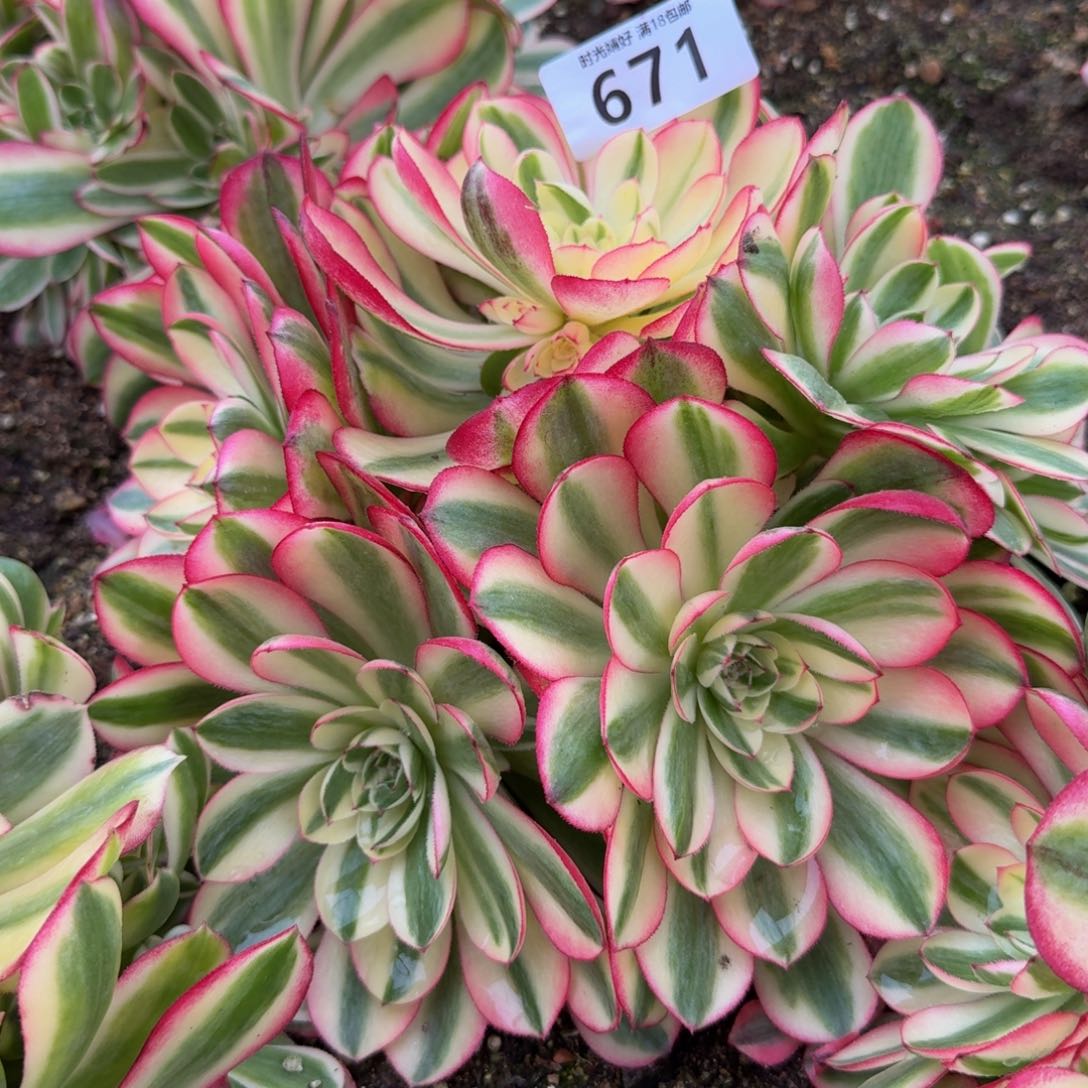 671荔枝。多肉植物