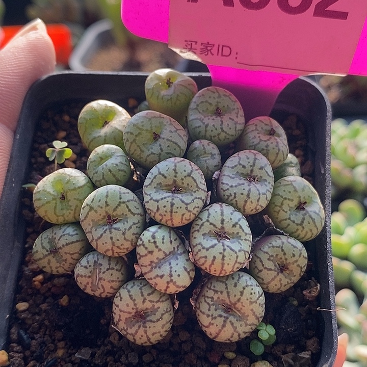 今天下午就回来的时候982