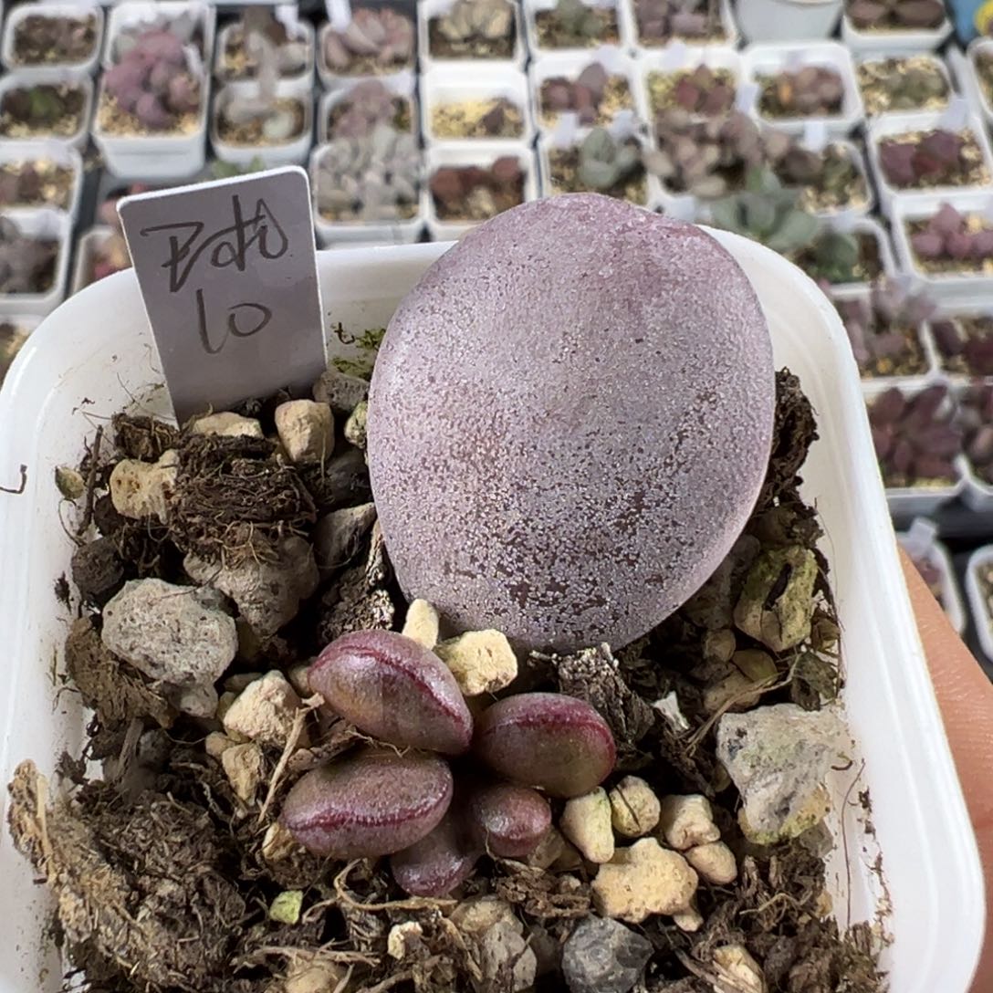 球球紫蛋多肉植物水泡